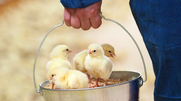 AT ROSE POULTY, ANIMAL WELFARE IS A MATTER OF THE HEART