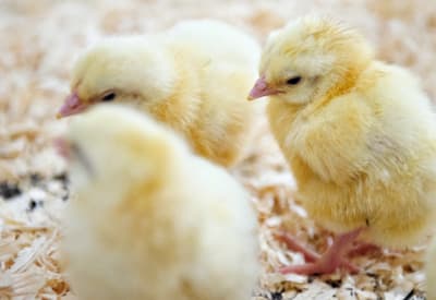 Conv Chicken 03 1200x1200px